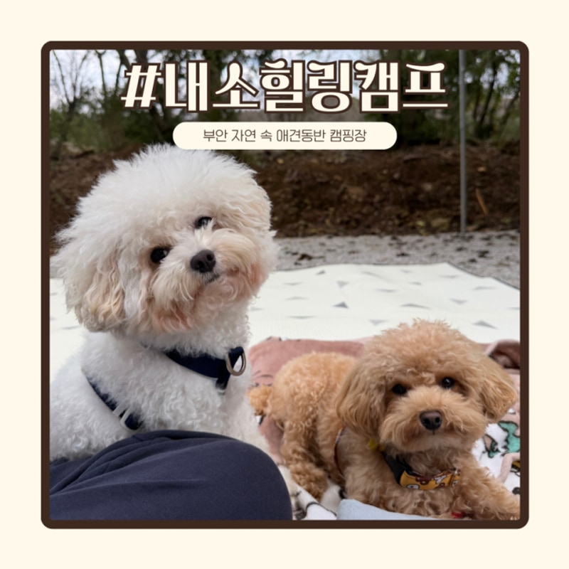 전북 부안 캠핑장 내소힐링캠프 | 강아지와 여유로운 힐링타임