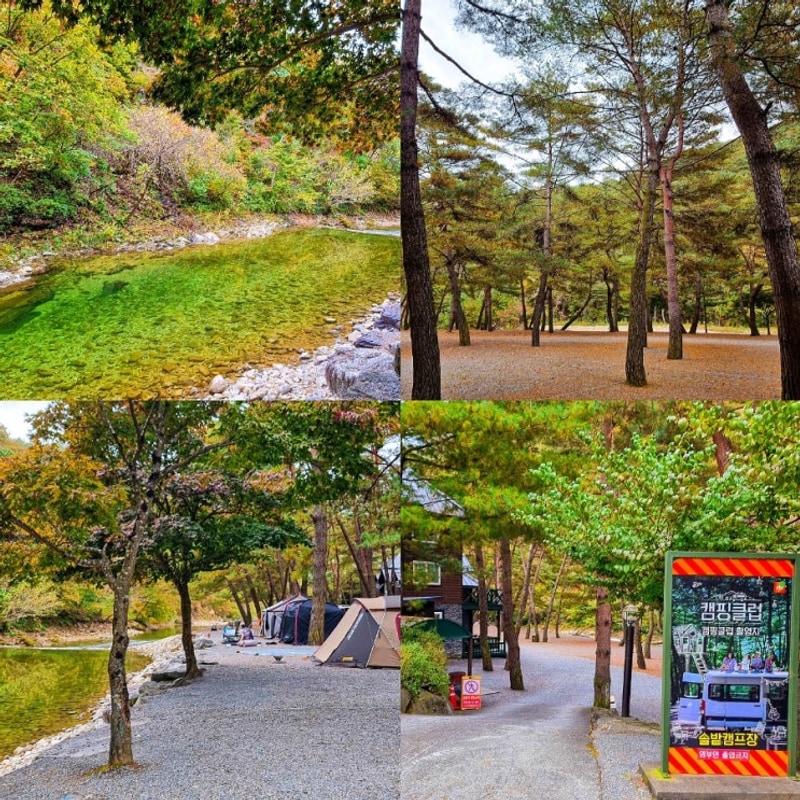 강원도 영월 계곡 캠핑장 차박... 무릉도원 법흥계곡 솔밭캠프장