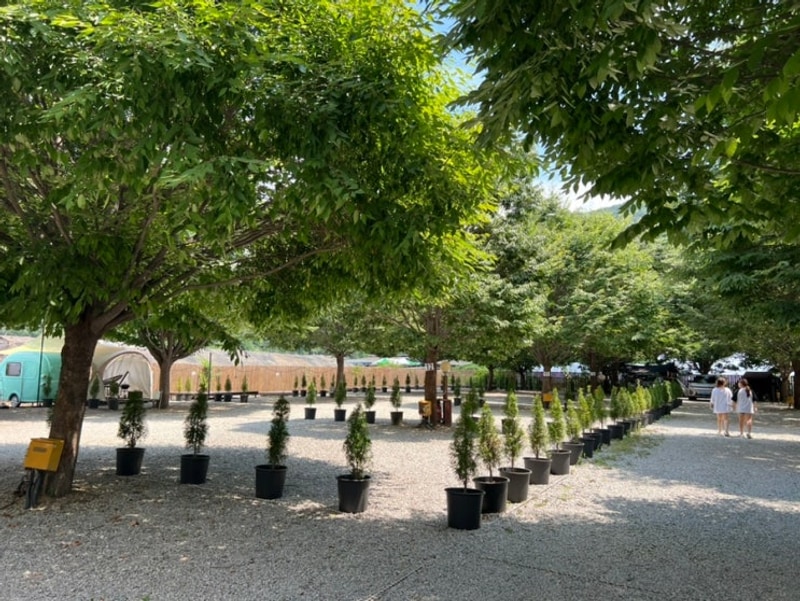 가평 캠핑장 추천 / 작고 아담해서 좋은 캠프241 진심담은 후기 :)