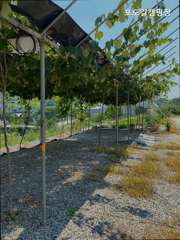 [안성 캠핑장] 포도길캠핑장 자연 속 힐링 공간