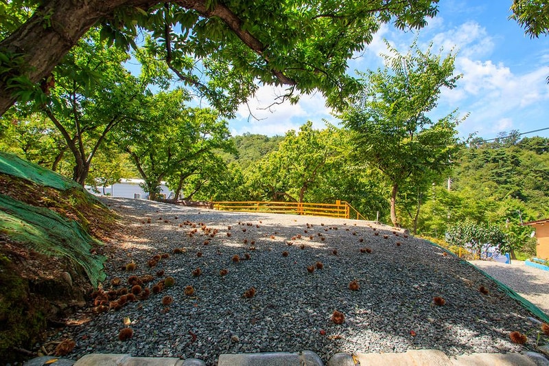 천안밤나무골 가족캠핑농원 시설 사진 17