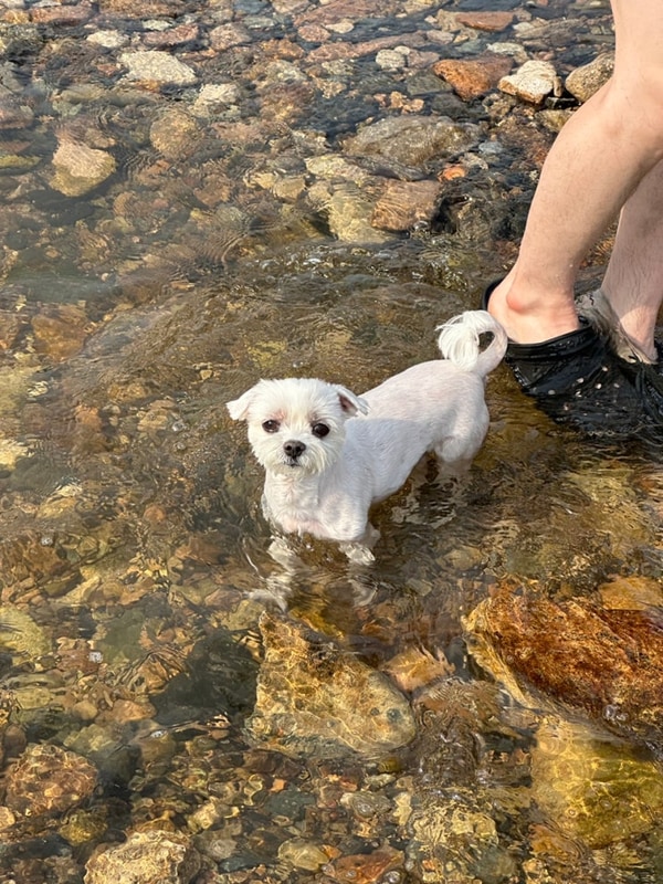 충북 보은 휴힐링 캠핑장 – 신혼부부 & 말티즈 보리 힐링캠핑...