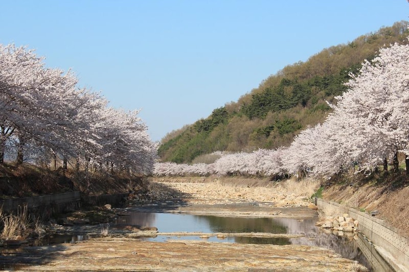 소나무 풍경 펜션 야영장 시설 사진 3
