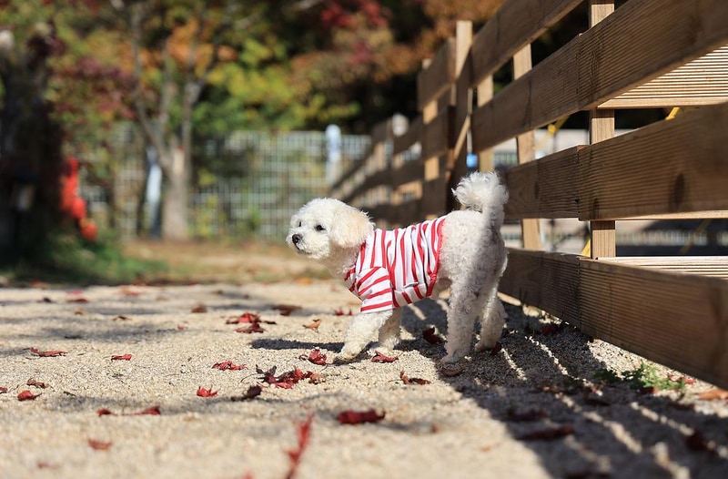 위드독스in포천 시설 사진 19