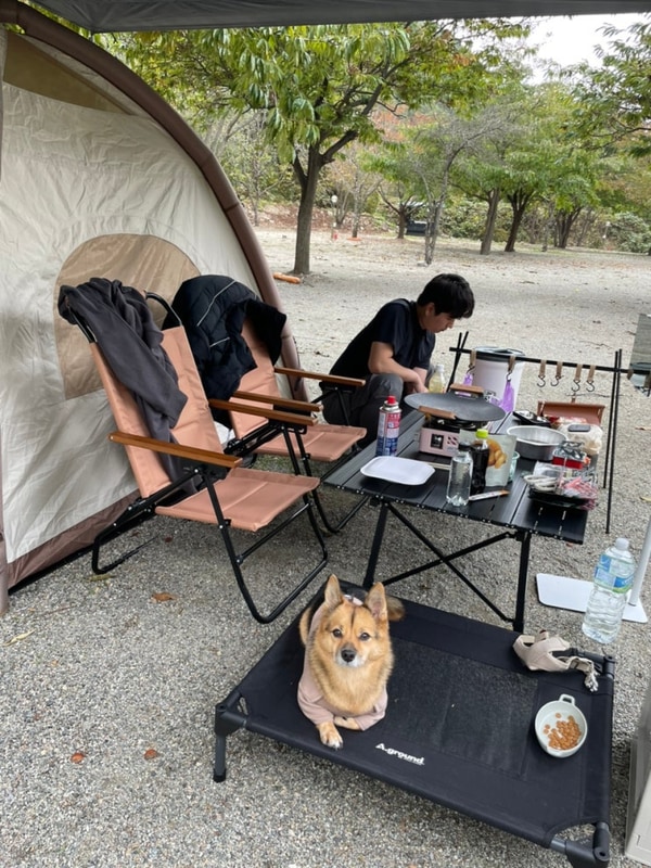 양양 골짜구니 캠핑장 리뉴얼 전 반려견동반