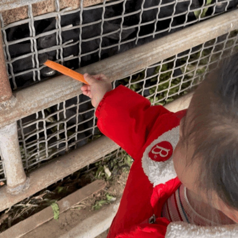 키즈캠핑장 추천, 동물 먹이주기 체험도 있는 의령 더멍스테이