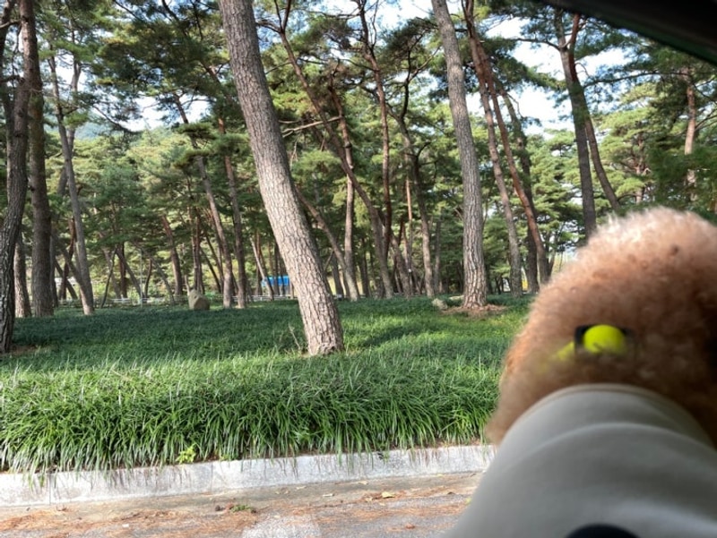 상주 문장대오토캠핑장. E6. 반려견동반 솔캠. 단풍 없는...