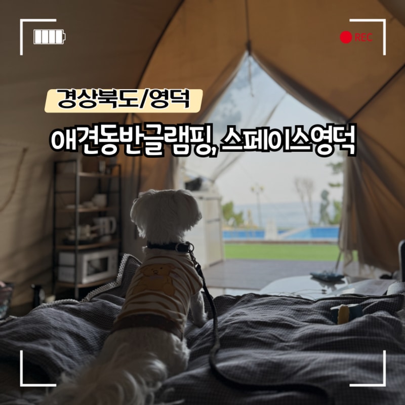 [경상북도/영덕] 애견동반글램핑, 스페이스영덕