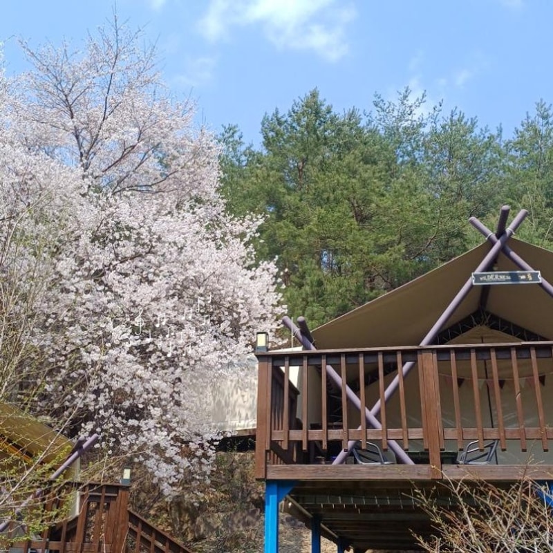 서울 근교 벚꽃 글램핑 제천 청풍월드니스글램핑 캠핑장 찐후기!