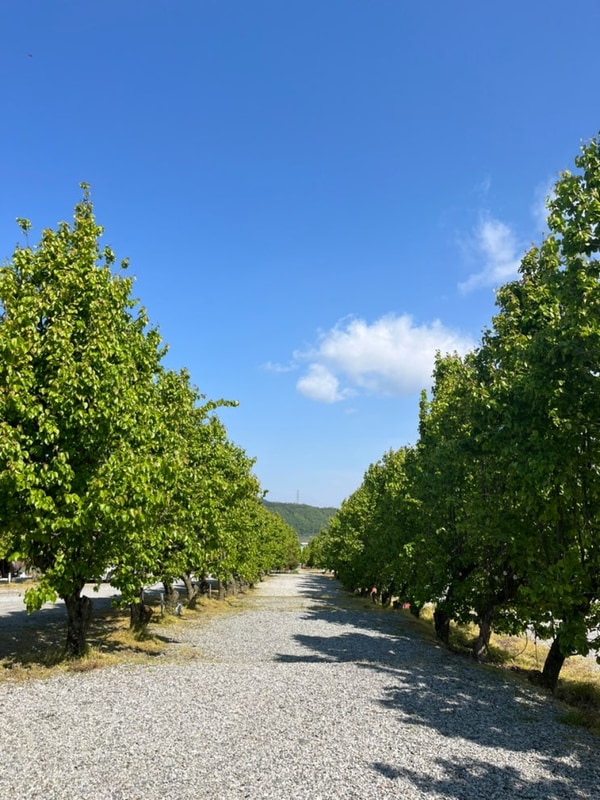 왜 캠핑을 가면 비가 오는가♀️ @예산 팜앤투어 캠핑장