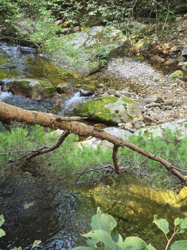소백산국립공원  "남천야영장 여름휴가캠핑"
