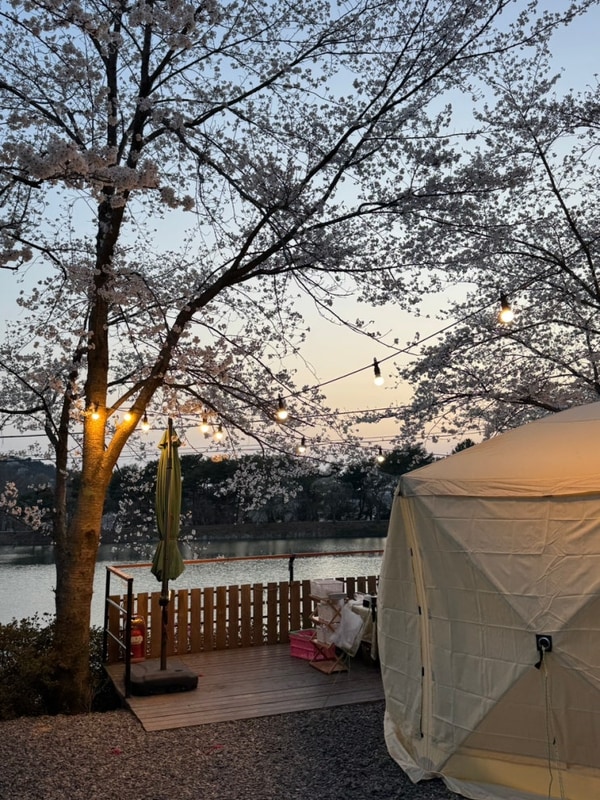 경남 진주 애견동반 캠핑장 추천 [청춘 별곡] 벚꽃시즌...