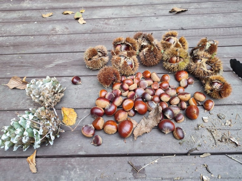 가을 밤나무 동두천 벨라캠핑장