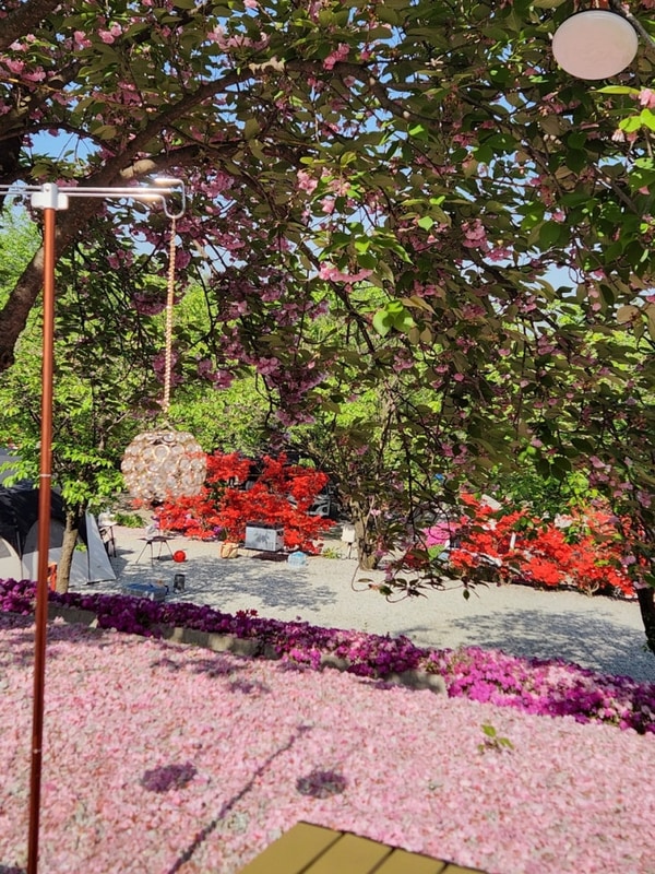 안성 비봉산캠핑장 벚꽃캠핑장으로 유명하지만 시즌아니어도...
