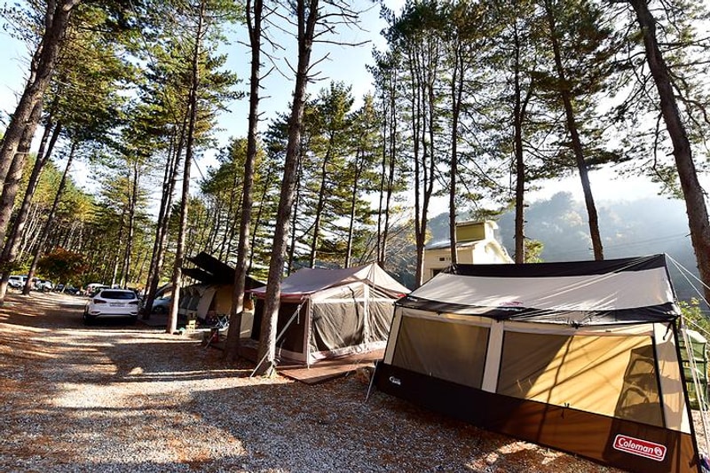 캠프수풀이 대표 사진