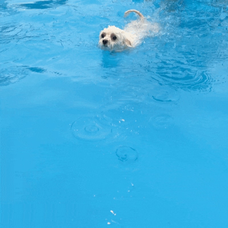 애견동반 포천글램핑 [쏘쿨이네글램핑] 네돈내산 후기