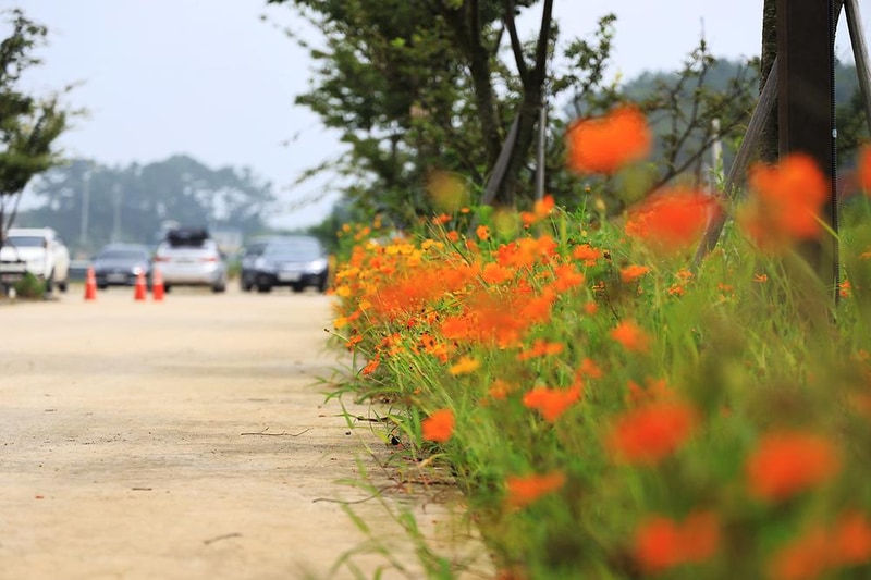 대부관광농원 오캠핑 시설 사진 9