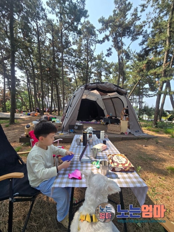대부도 가족 캠핑장 추천! 소나무 숲속 데크 캠핑 아라뜰캠핑장