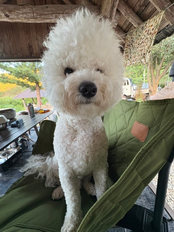 내돈내산  둘리와 양양 여행 3탄 부라보캠프 양양 A3 카페