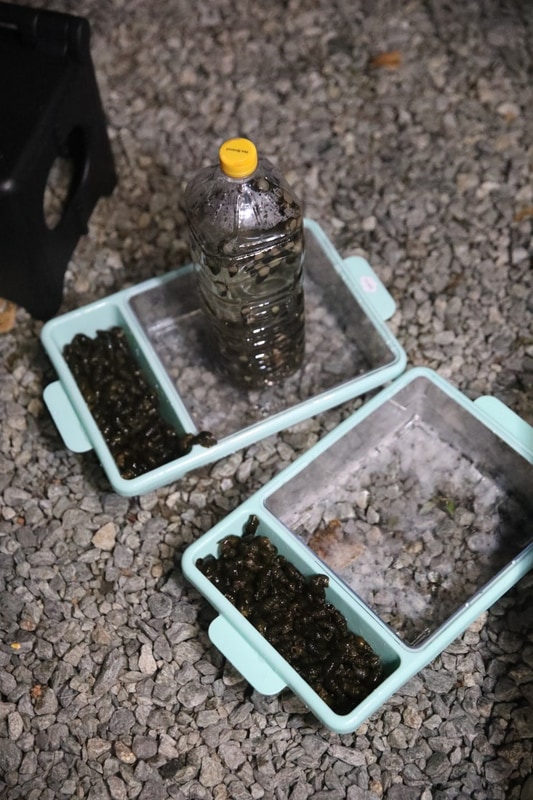 가평 계곡캠핑장 또올래 캠핑장 다슬기 많은 명지계곡