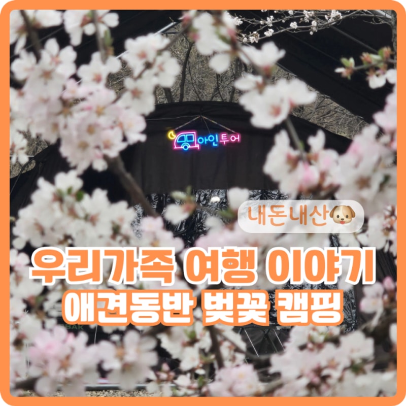 벚꽃 캠핑명소, 용인 싱글벙글 캠핑장, 애견동반 벚꽃캠핑장...
