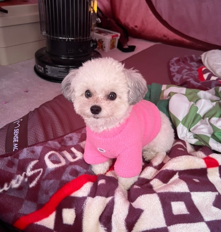 포천 가보세캠핑장 | 겨울장박 가능한 애견동반 캠핑장 후기