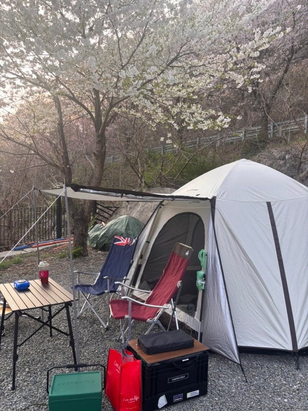 벚꽃 감성 캠핑 [경북 성주 무지개캠핑장]