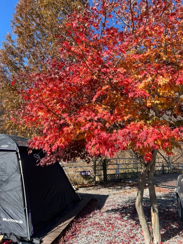 화천 둥지 캠핑장, 인생 첫 캠핑, 자연 속에서 힐링, 캠핑장 추천...