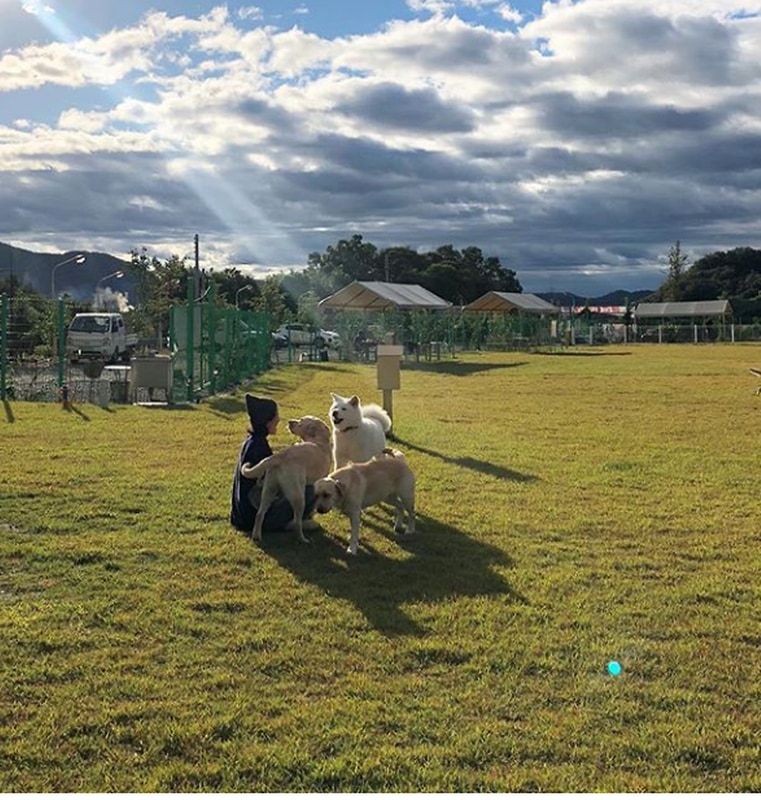 랩도그빌애견캠핑장 시설 사진 2