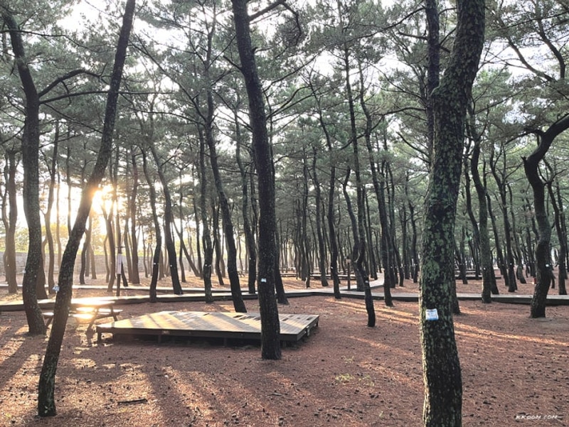 영덕 고래불 국민야영장 예약 A사이트 데크 평일 캠핑 후기