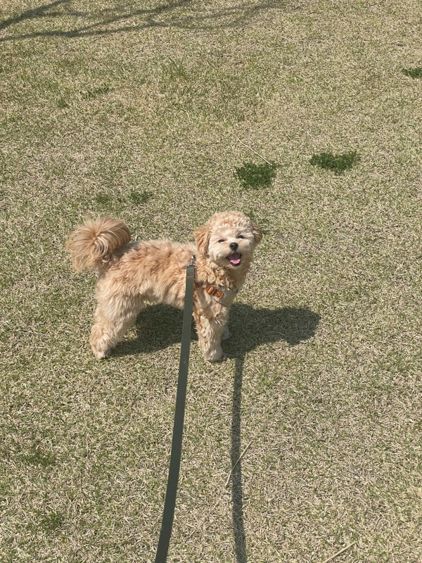 똥강아지와 함께하는(카페심플레이스 + 정읍자두마을캠핑장) 일상