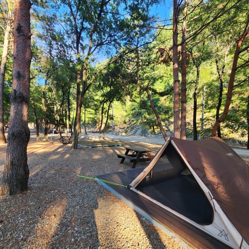 강원도 숙소 삼척 캠핑장, 소나무 숲 힐링 병풍바위 야영장