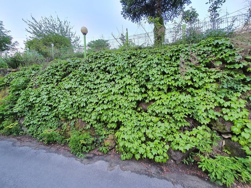 단양 천동계곡 캠핑장 그린농원 시설 사진 18