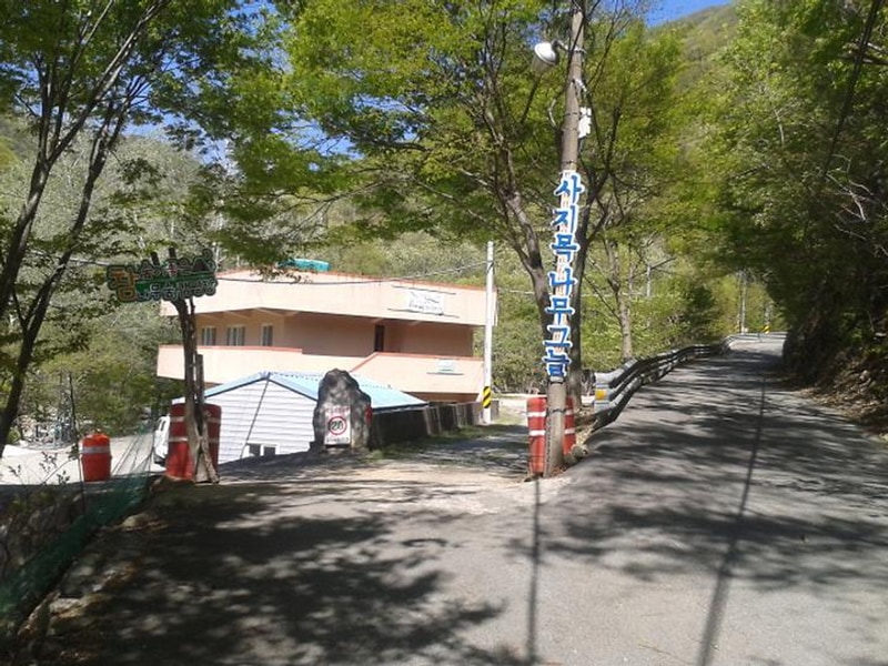 빛 생명 숲 사지목 대표 사진