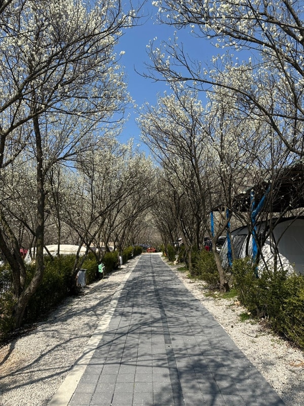 부안캠핑장 내소힐링캠프 매화꽃 캠핑장 애견 동반 가능