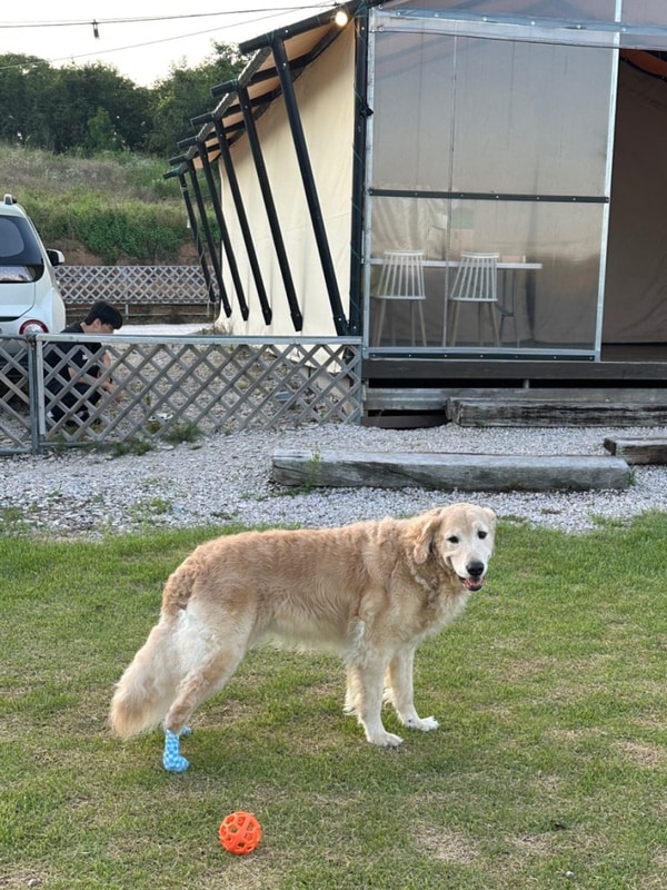 광주근교글램핑 추천 대형견동반숙소 장흥 땡땡이글램핑