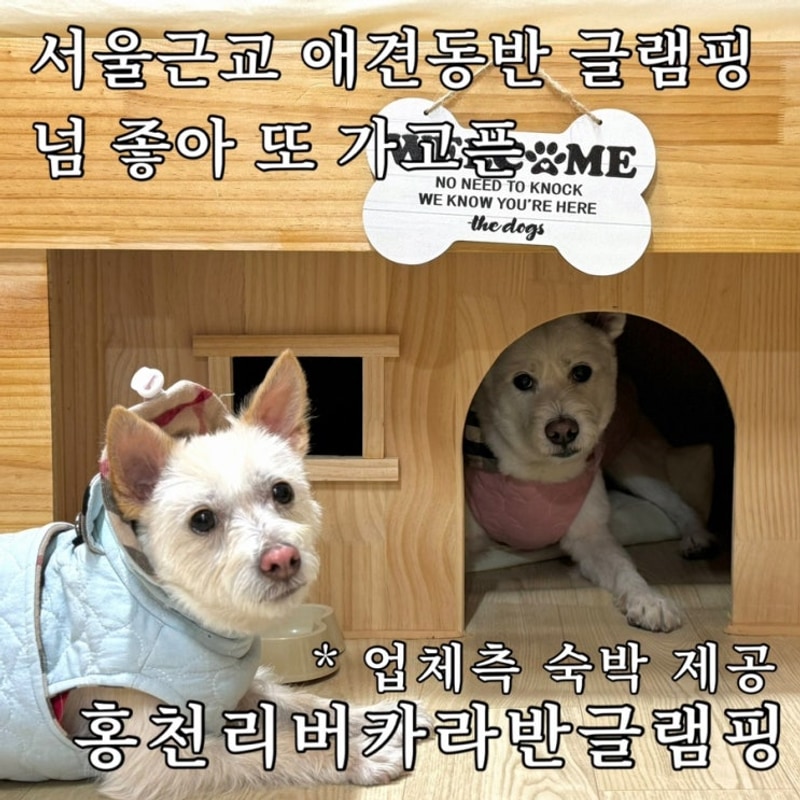 서울근교 애견동반 글램핑 감성 넘치는 홍천리버카라반글램핑