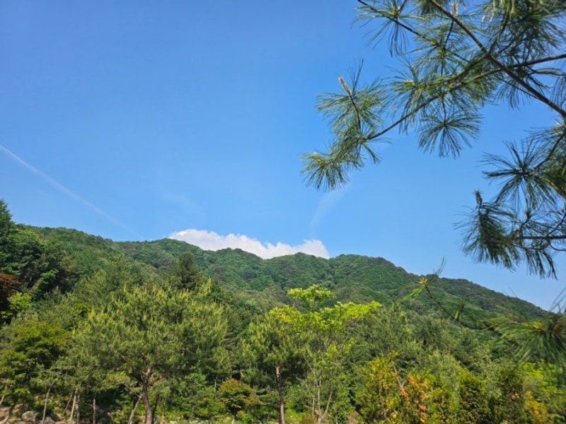 [캠핑]  숲속 힐링 덕동리301캠핑장 C2사이트