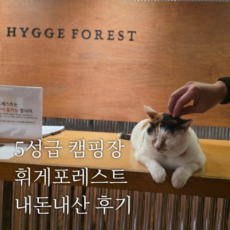 평창 5성급 캠핑장 휘게포레스트 내돈내산 후기