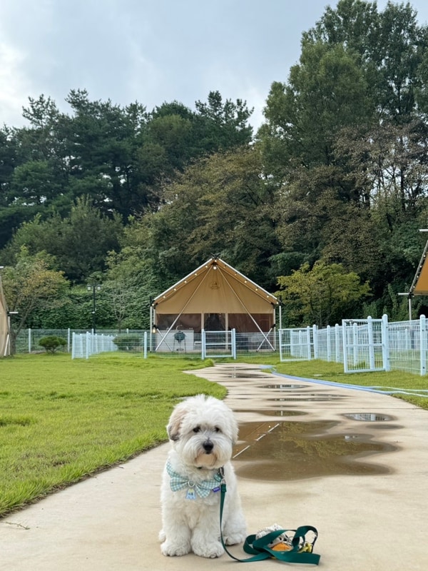 왜관 하이스트 글램핑장, 애견동반이 가능한 칠곡오토캠핑