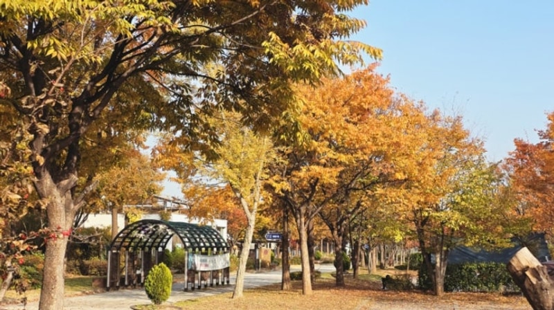 가을 단풍캠핑! 서울근교 가성비 최고인 안산 화랑오토캠핑장