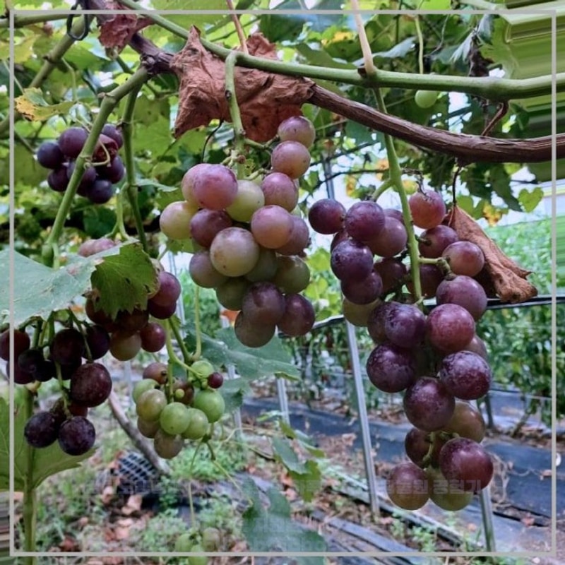 강원도캠핑장에서의 특별한 하루, 청일관광농원 경험기