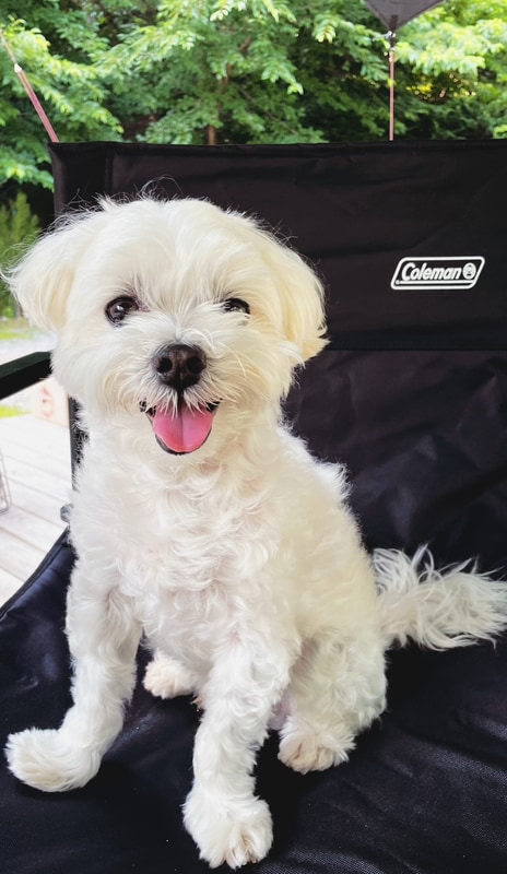 #가평블루문캠핑장 #용인싱글벙글캠핑장...