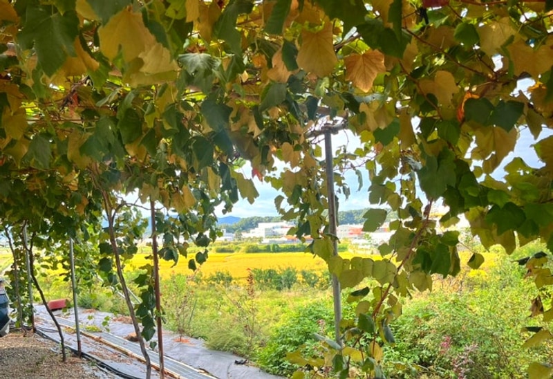 경기 안성 포도길 캠핑장 9월, 4월 방문 후기