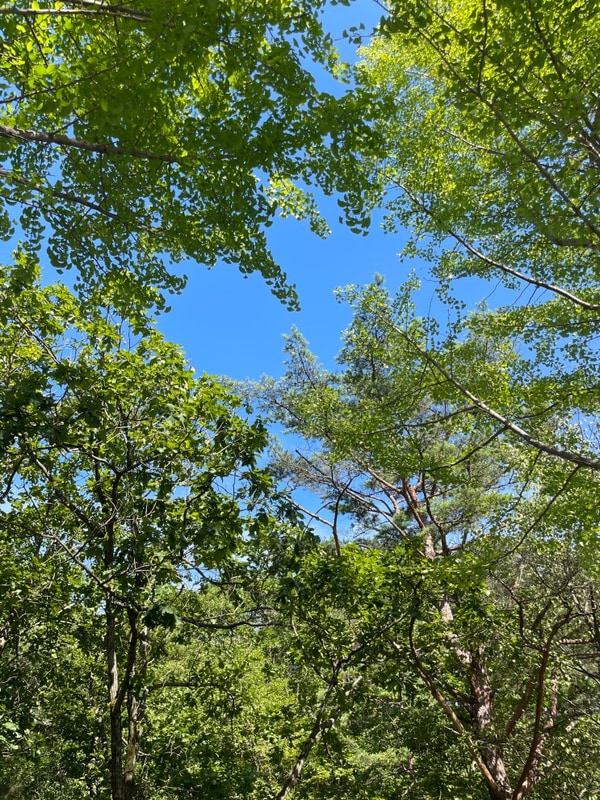 #45 영월, 블루밍캠프