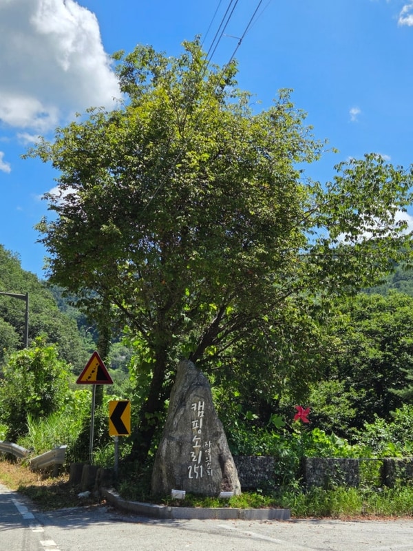 가평 반려견 캠핑장 캠핑소리251 | 사이트 요금·시설·별 보기...