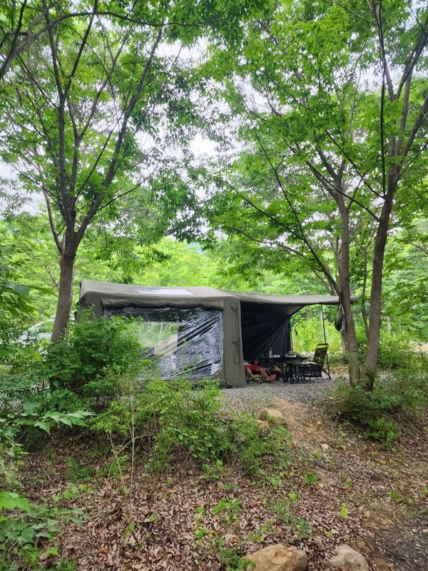 비발디캠핑파크 노일점 프라이빗한 숲속캠핑 가능한 사이트별...