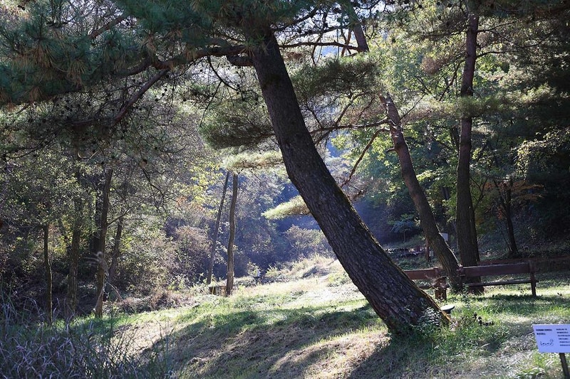 숲속행성 시설 사진 8