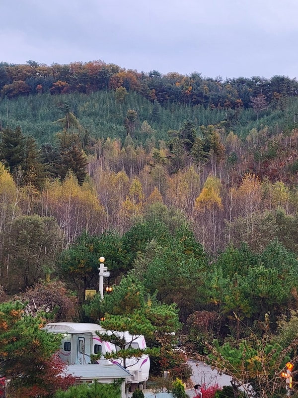 경기도 포천카라반 청계호수 자작나무 숲 캠핑장
