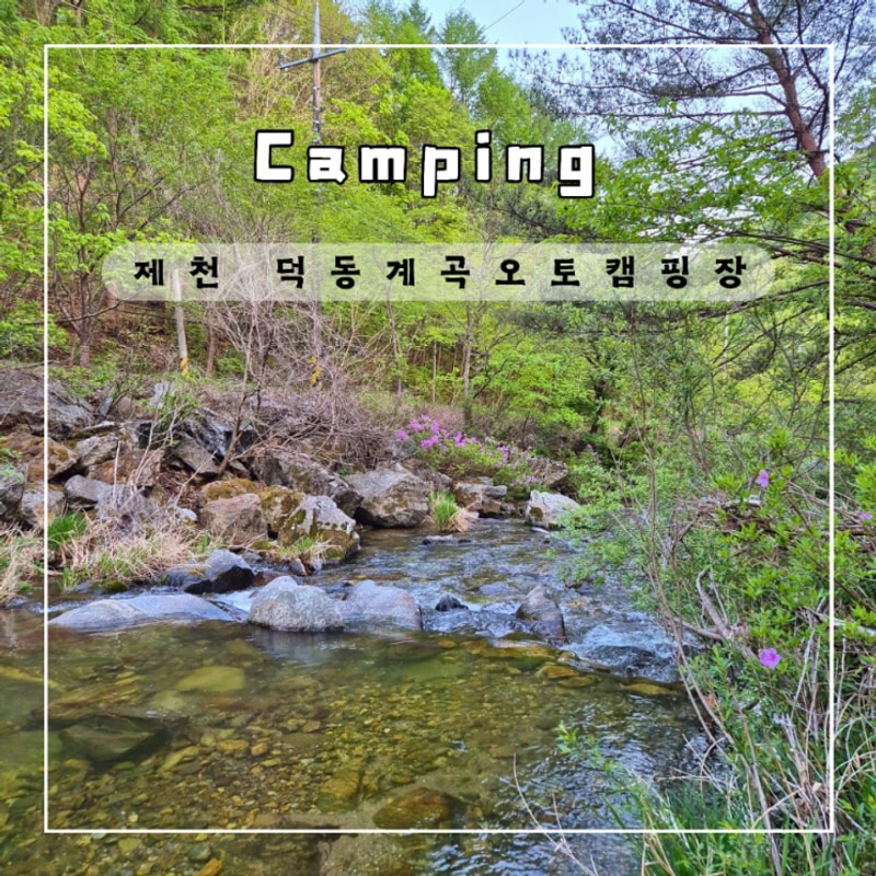 제천캠핑장 덕동계곡오토캠핑장 나무 계곡이 좋은 캠장